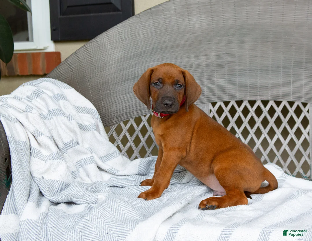 Redbone Coonhound dogs for sale: Blaze - Ad 2