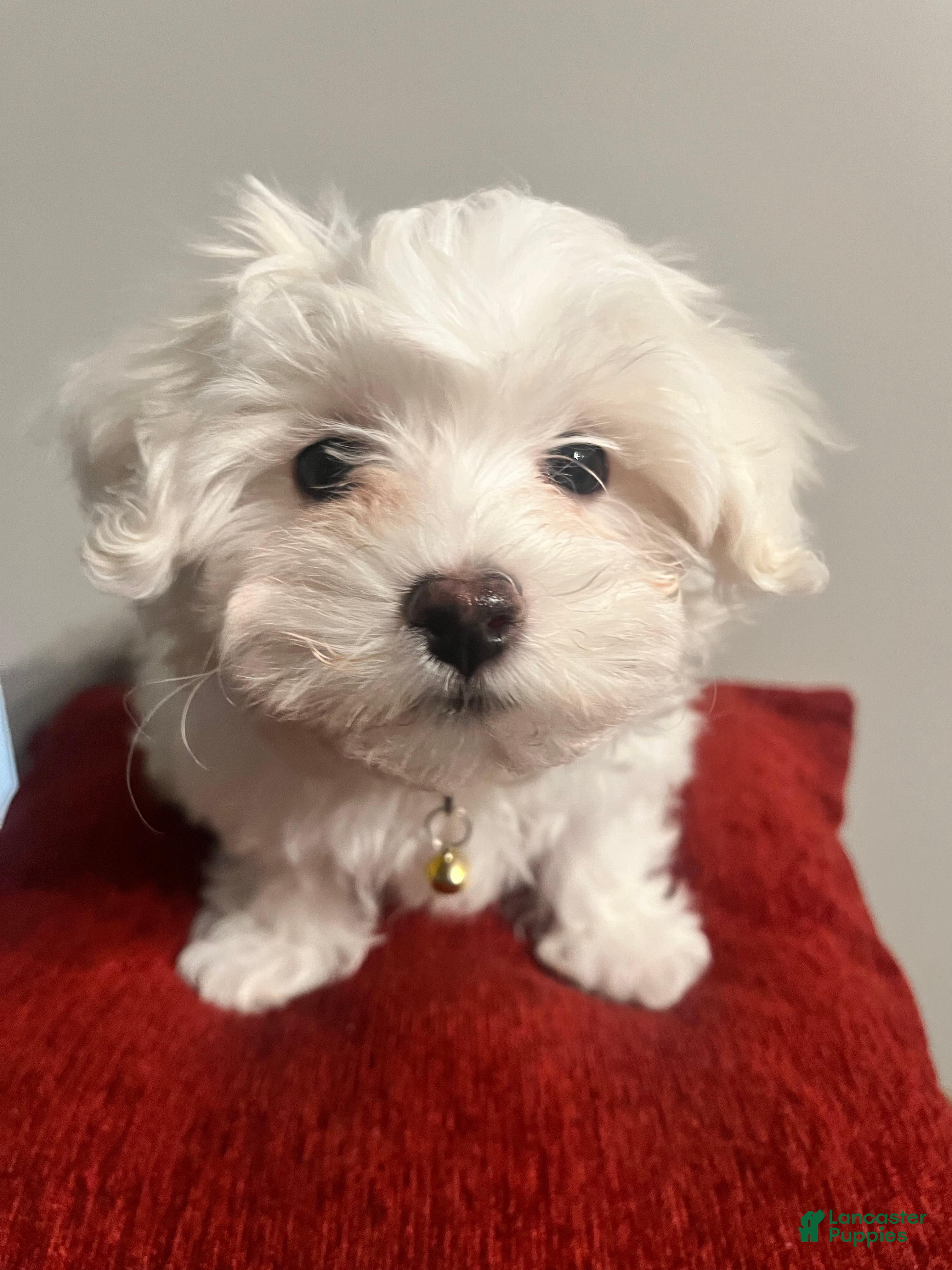 Mixed Breed dogs Mixed Breed Puppy 2 Snowball  - Ad 17