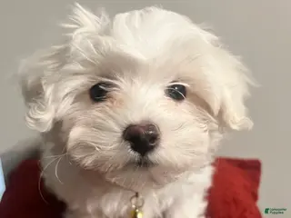 Mixed Breed dogs Mixed Breed Puppy 2 Snowball - Ad 34