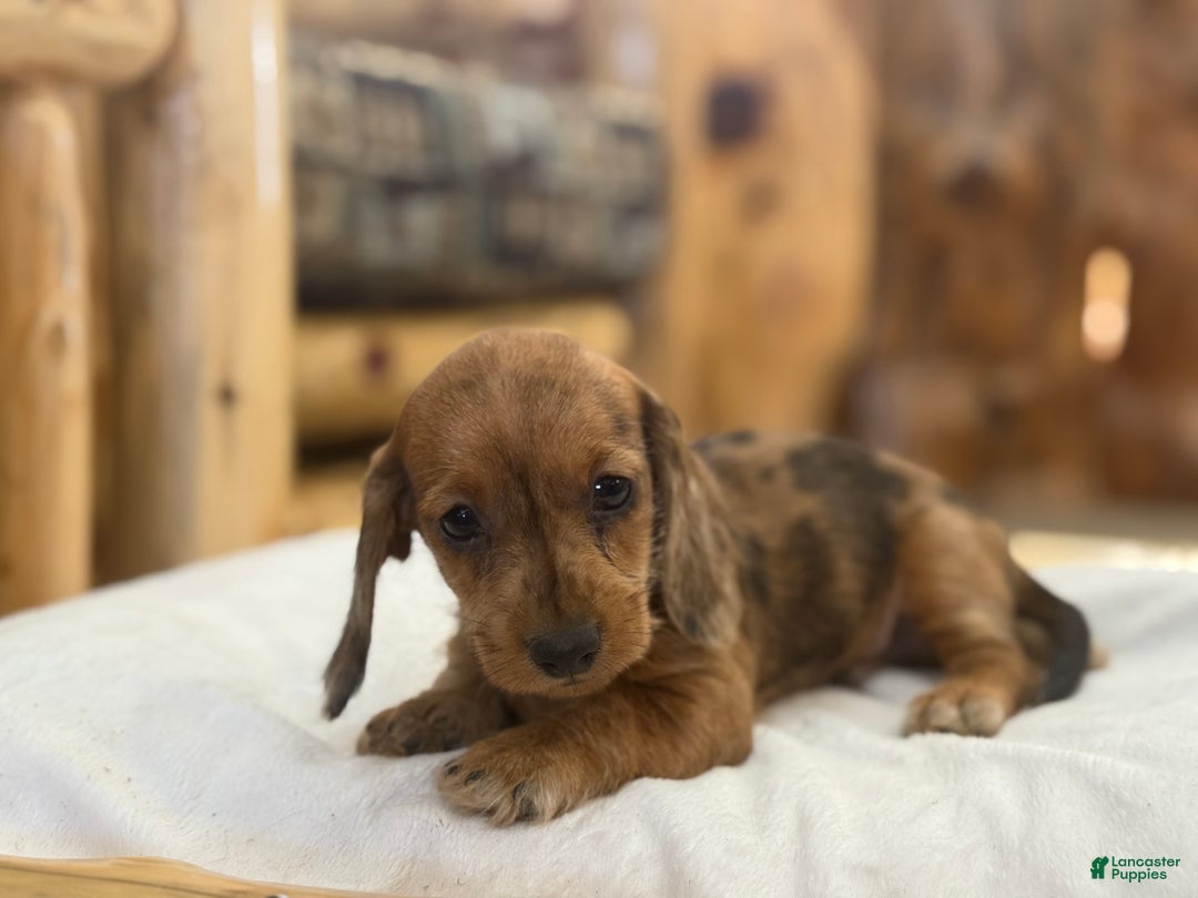 Miniature Dachshund dogs for sale: Pinto - Ad 8