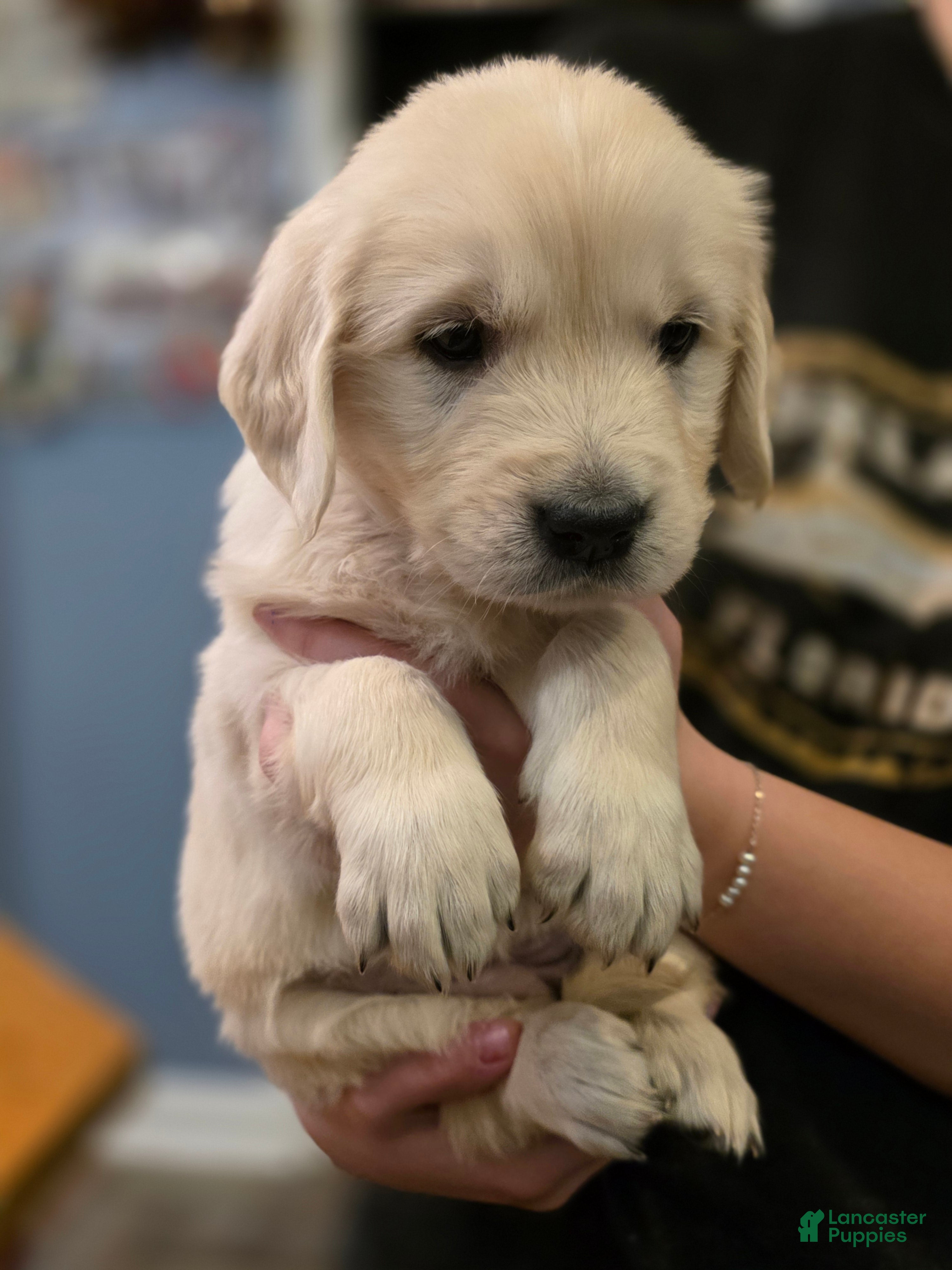 Golden Retriever dogs Krave, Champion Sired - Ad 1