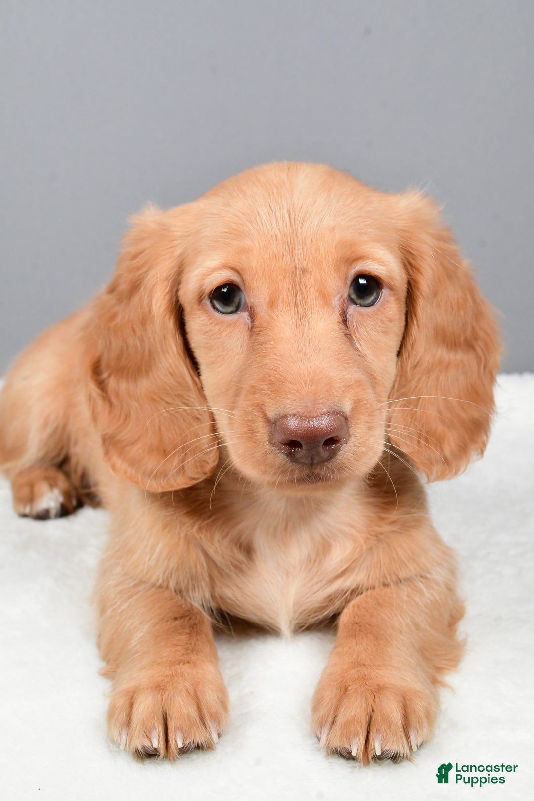 Miniature Dachshund dogs for sale: Virgina - Ad 4
