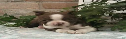 Boston Terrier dogs for sale: Cota  - Ad 3