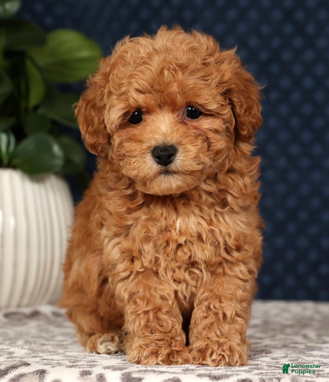 Bichpoo dogs for sale: Rhett - Ad 8