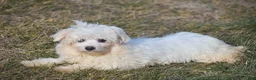 Maltese dogs for sale: Landon - Ad 7