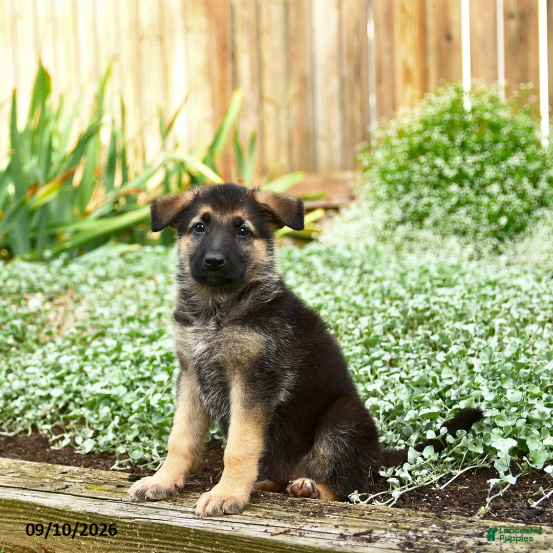 German Shepherd dogs for sale: Valerie - Ad 3