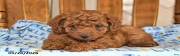 Cavapoo dogs for sale: Amelia - Ad 3