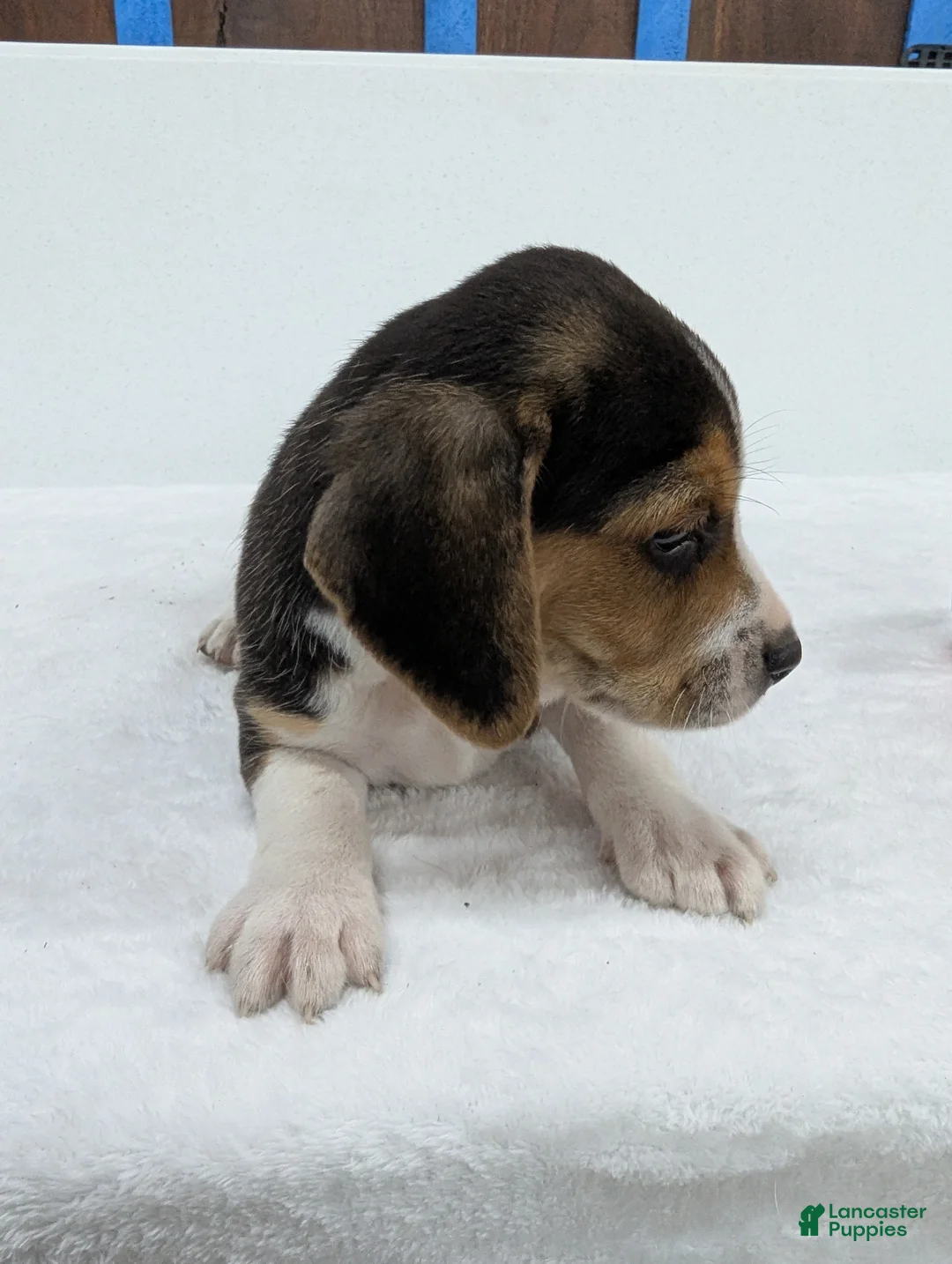 Beagle dogs for sale: Rangler - Ad 7