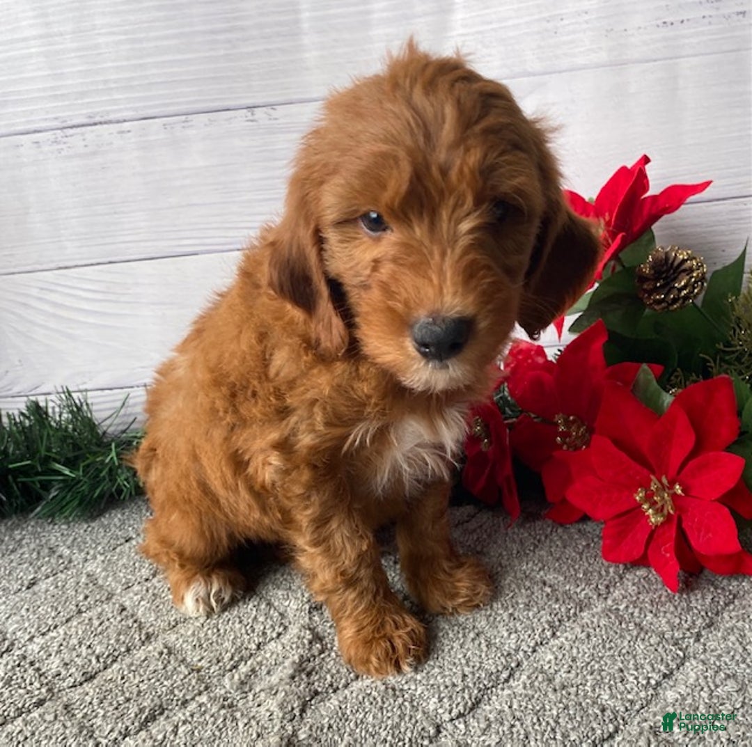 Mini Goldendoodle dogs for sale: Winston - Ad 4