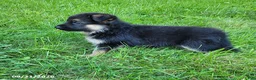 German Shepherd dogs for sale: Lizzy - Ad 6