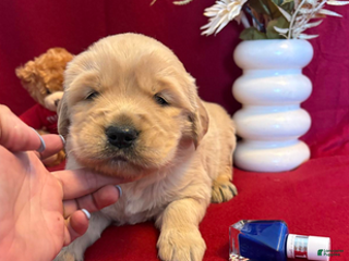 Golden Retriever dogs Bosco - Ad 36