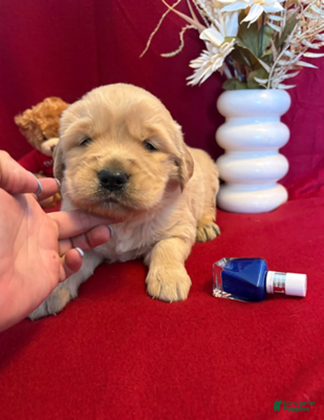 Golden Retriever dogs for sale: Bosco - Ad 1