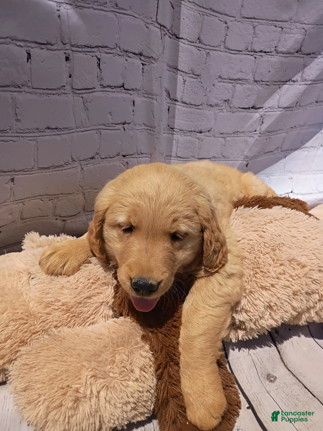 Golden Retriever dogs for sale: Tito - Ad 1
