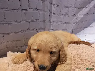 Golden Retriever dogs for sale: Tito - Ad 2