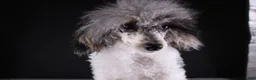 Toy Poodle dogs for sale: Jasper - Ad 3