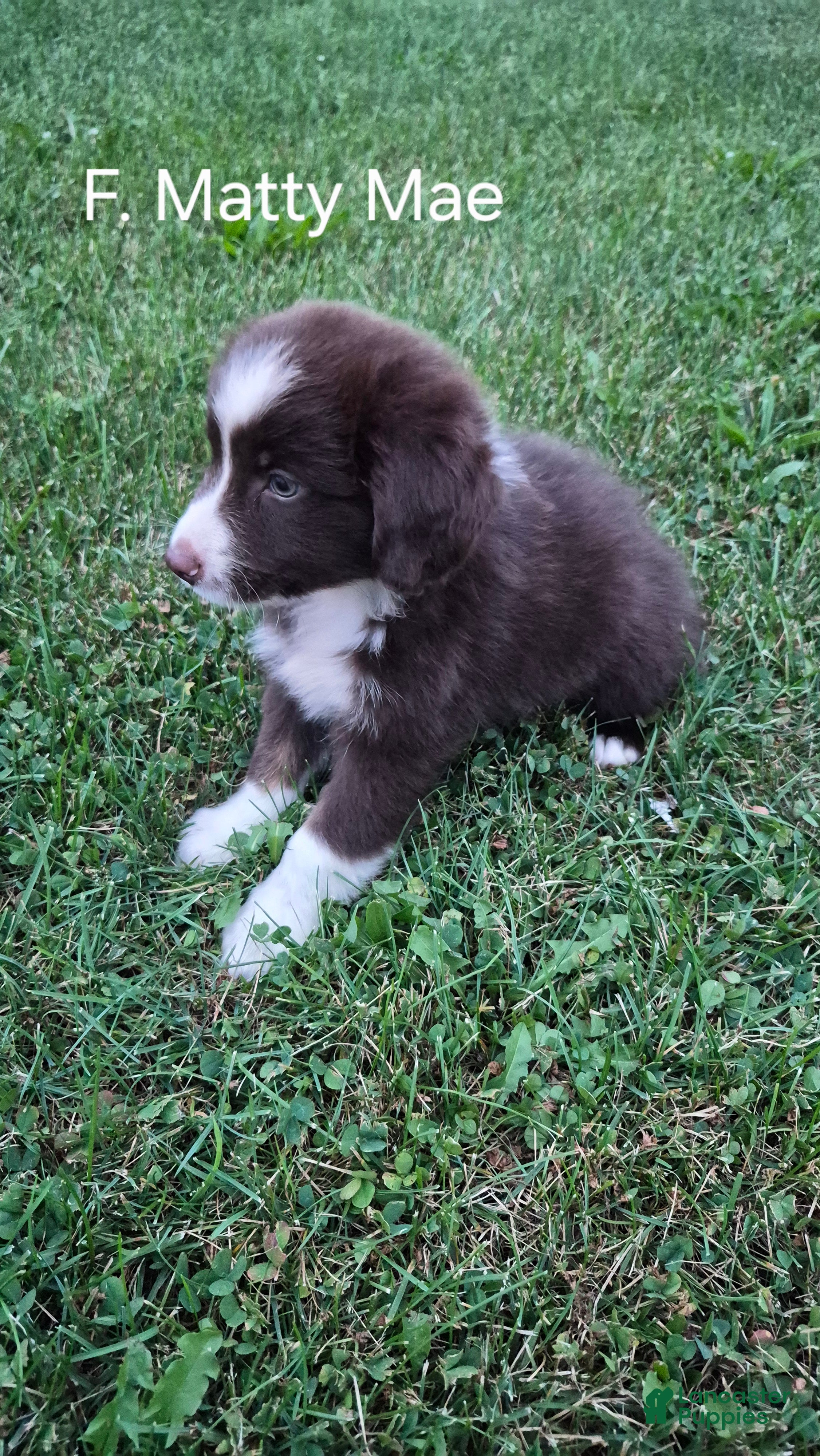 Australian Shepherd dogs Matty Mae, A.S. 10 - Ad 1