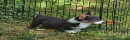 Welsh Corgi Pembroke dogs for sale: Lynx the low rider  - Ad 15