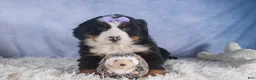 Bernese Mountain Dog dogs for sale: HONEY - Ad 15