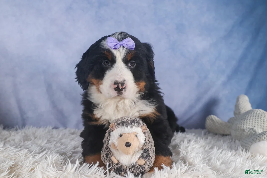 Bernese Mountain Dog dogs for sale: HONEY - Ad 15