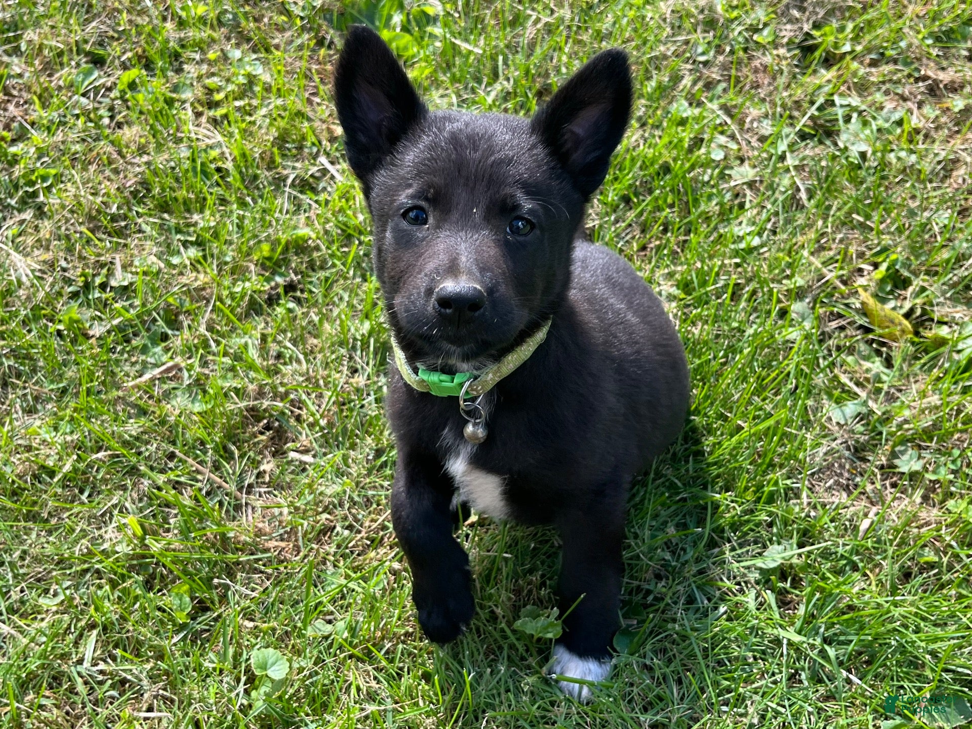 Mixed Breed dogs for sale: Mixed Breed 5 - Ad 4