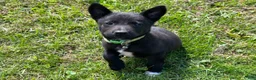 Mixed Breed dogs for sale: Mixed Breed 5 - Ad 1