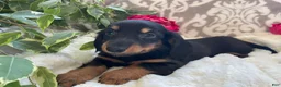 Miniature Dachshund dogs for sale: Corbin - Ad 5