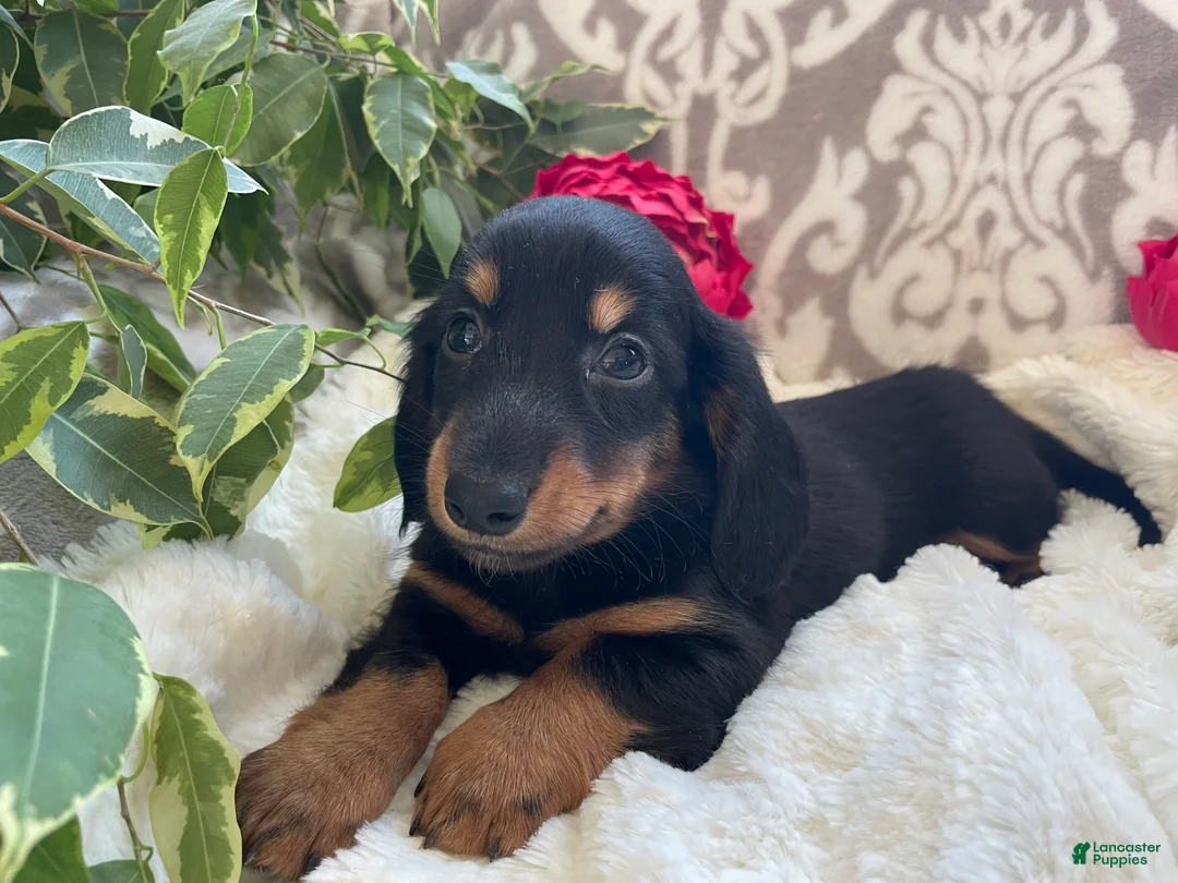 Miniature Dachshund dogs for sale: Corbin - Ad 5