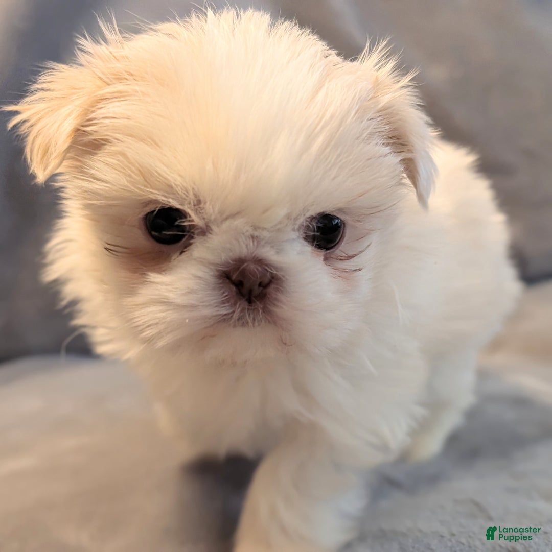 Shih Tzu dogs for sale: Finch - Ad 5