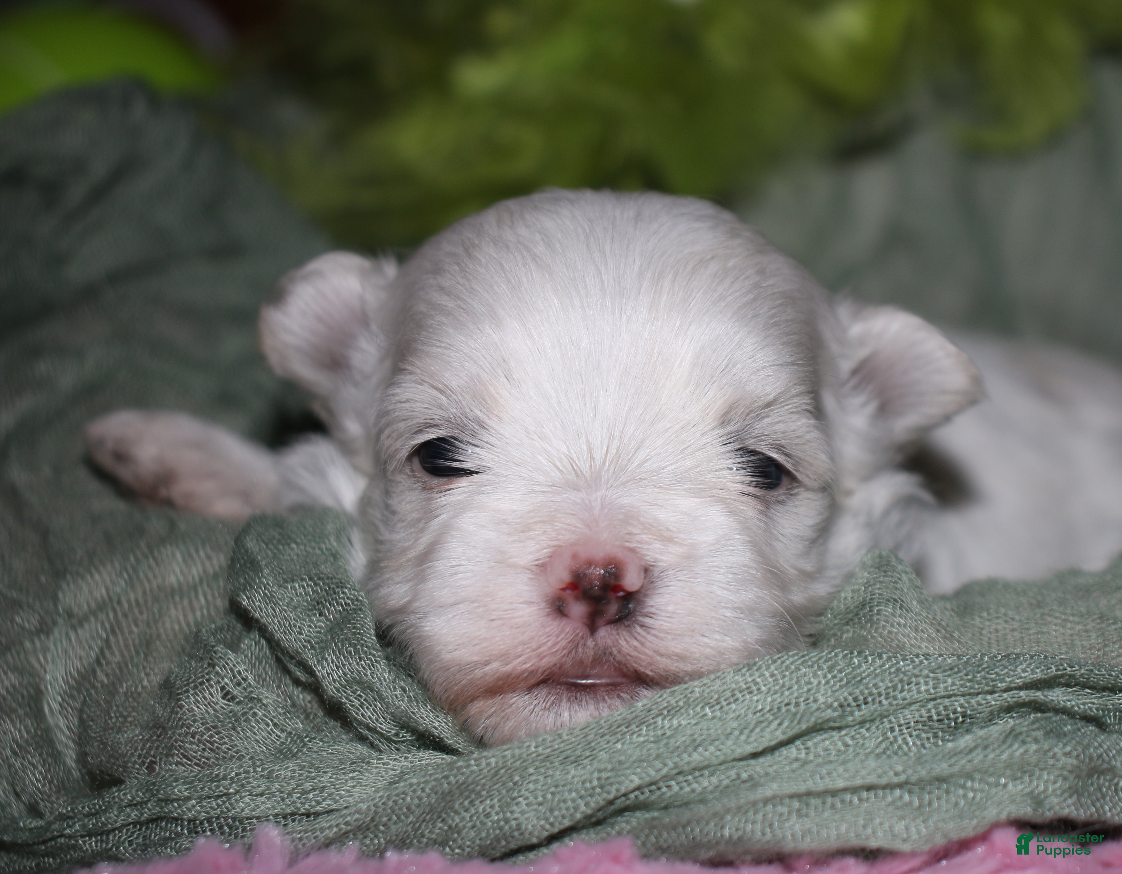 Maltese dogs for sale: Bruiser - Ad 7