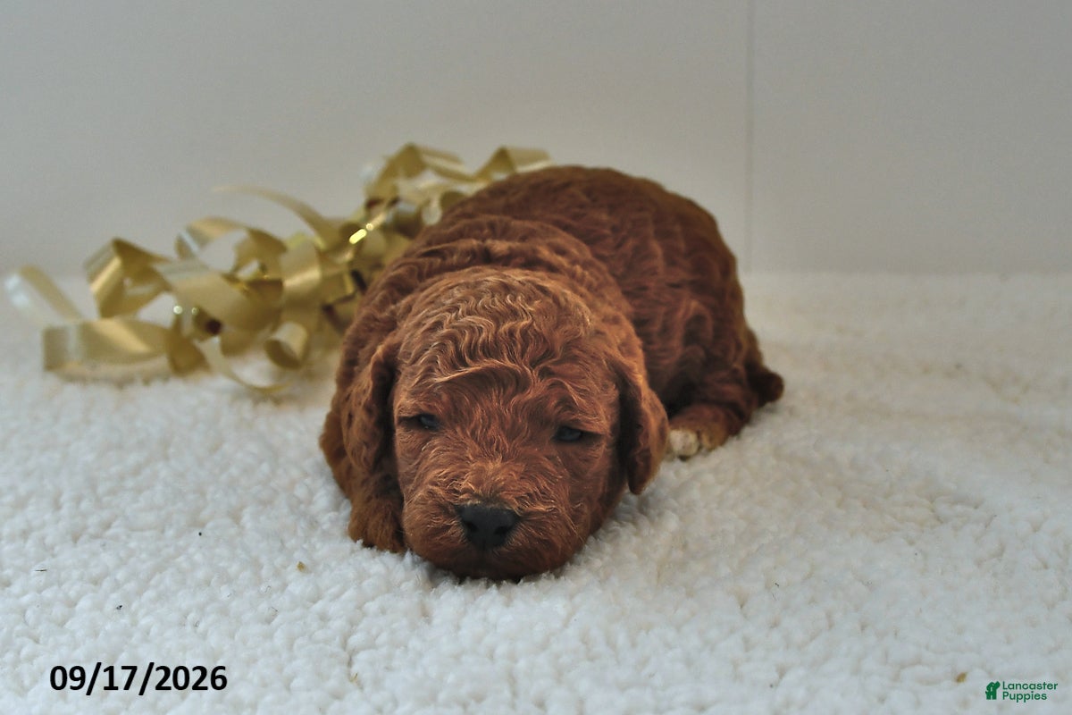 Mini Goldendoodle dogs Basil - Ad 1