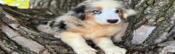 Australian Shepherd dogs for sale: Blue Merle Male - Ad 3