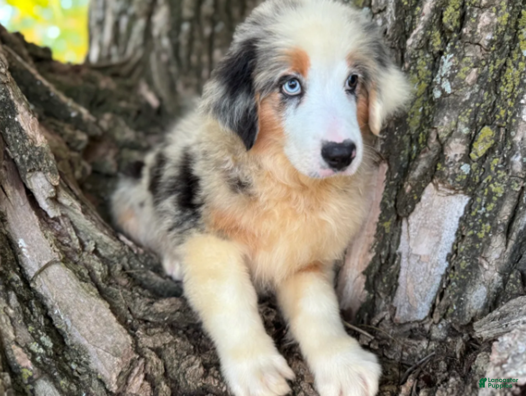 Australian Shepherd dogs for sale: Blue Merle Male - Ad 3