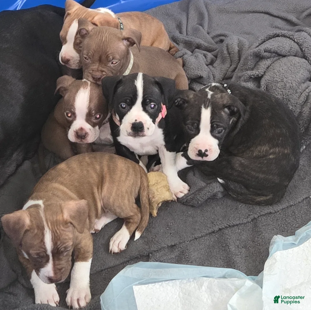 American Bully dogs for sale: American Bully Puppy 1 - Ad 3