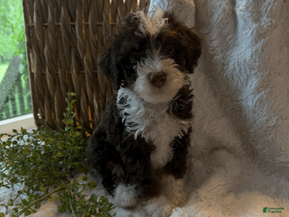 Mini Bernedoodle dogs for sale: Bentley - Ad 1