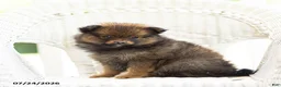 Pomeranian dogs for sale: Ava - Ad 3