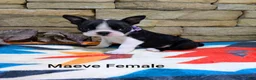 Boston Terrier dogs for sale: Maeve - Ad 3
