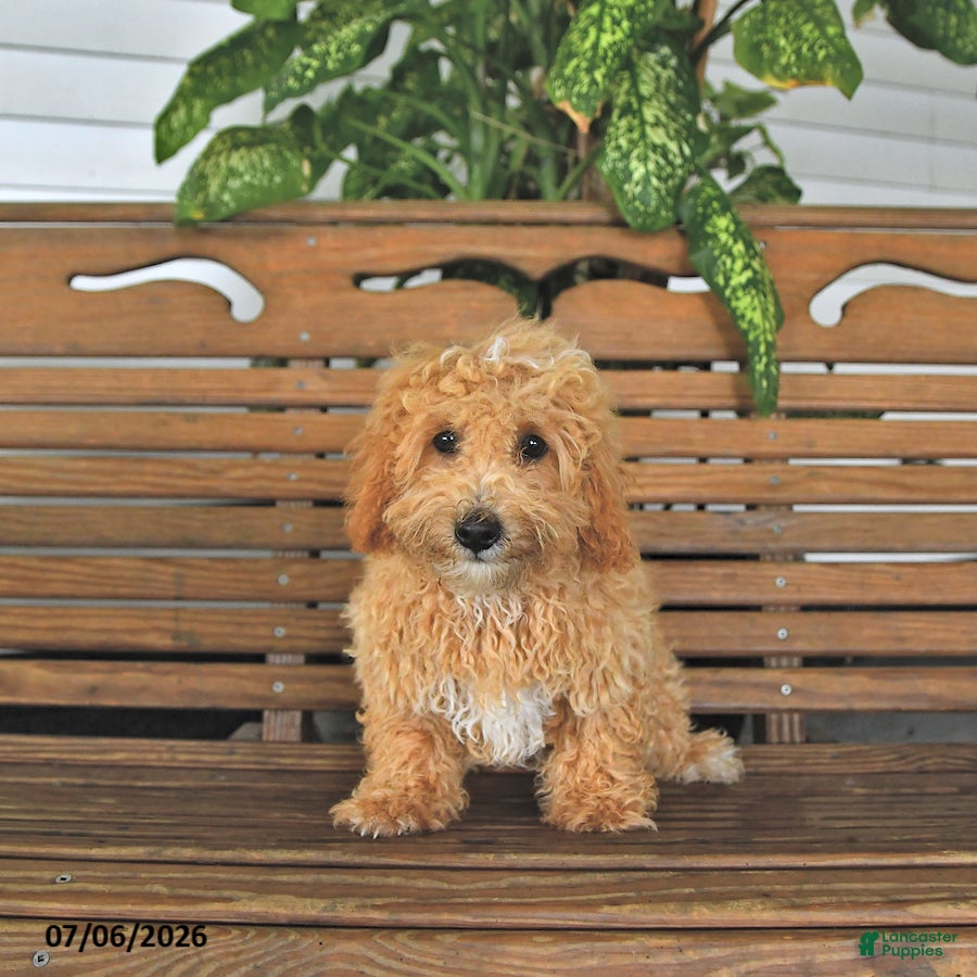 Mixed Breed dogs Chase - Ad 2