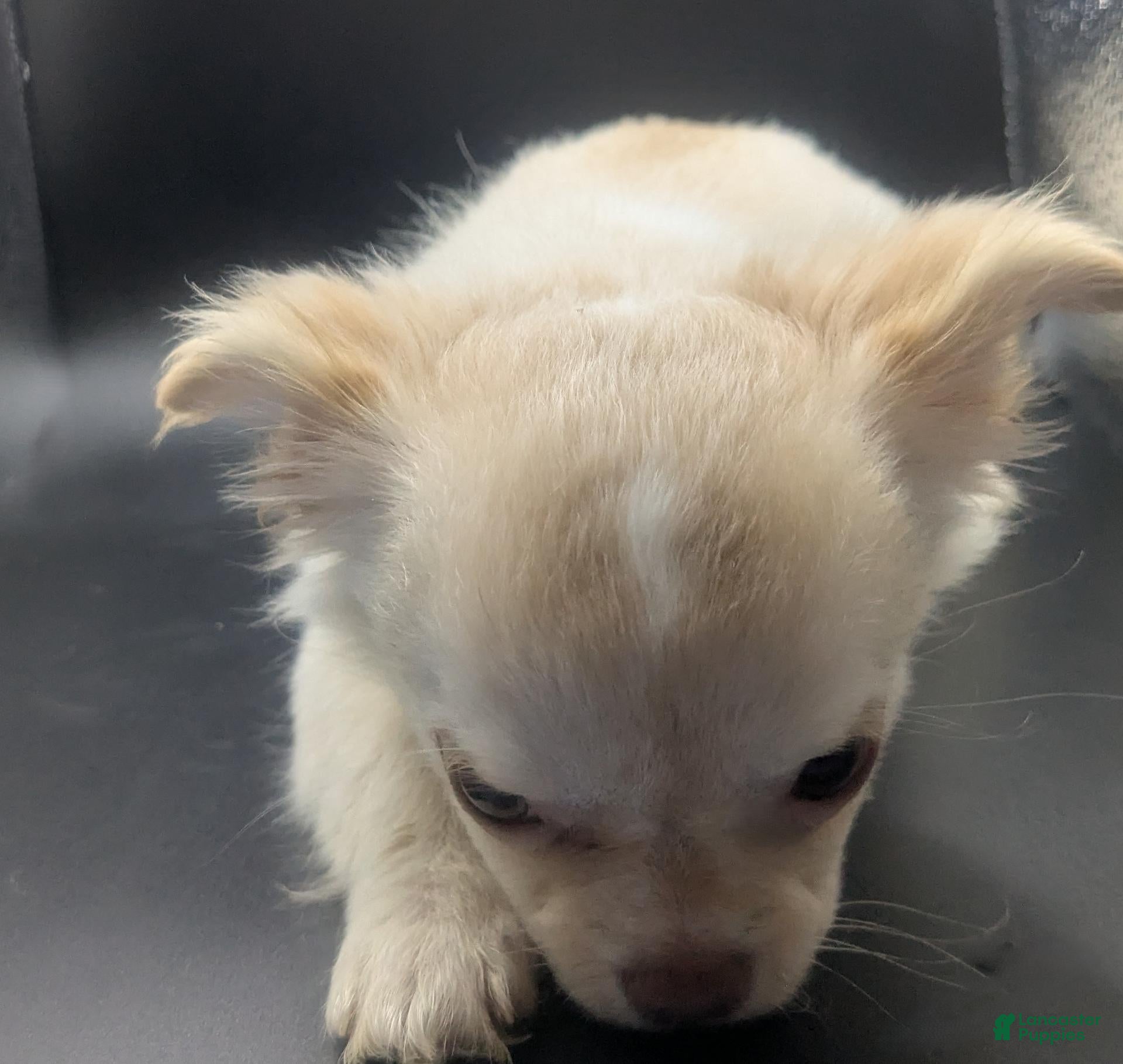 Short Chihuahua Puppies for sale | Lancaster Puppies