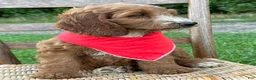 Irish Doodle dogs for sale: Maggie - Ad 4