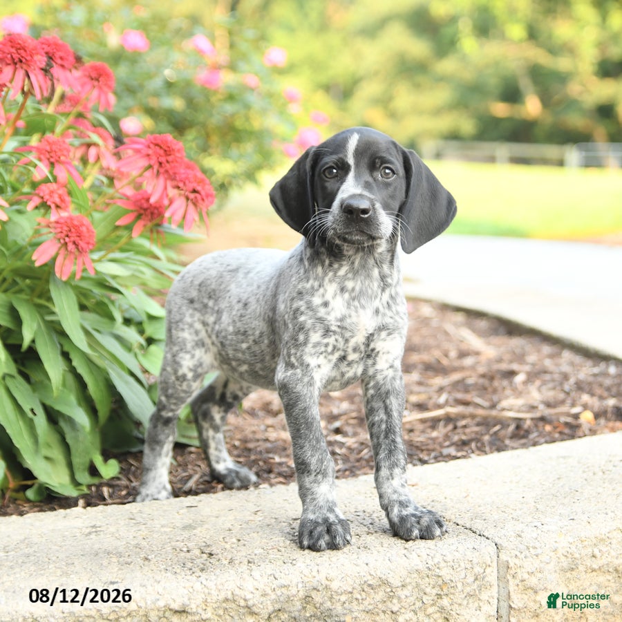 German Shorthaired Pointer dogs Anna - Ad 2