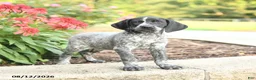 German Shorthaired Pointer dogs for sale: Anna - Ad 2