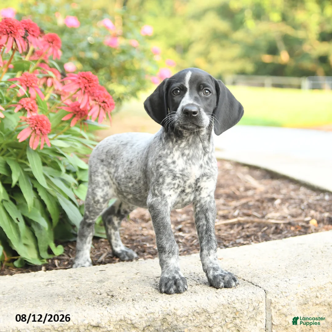 German Shorthaired Pointer dogs for sale: Anna - Ad 2
