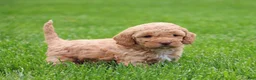 Mixed Breed dogs for sale: Kyla - Ad 3