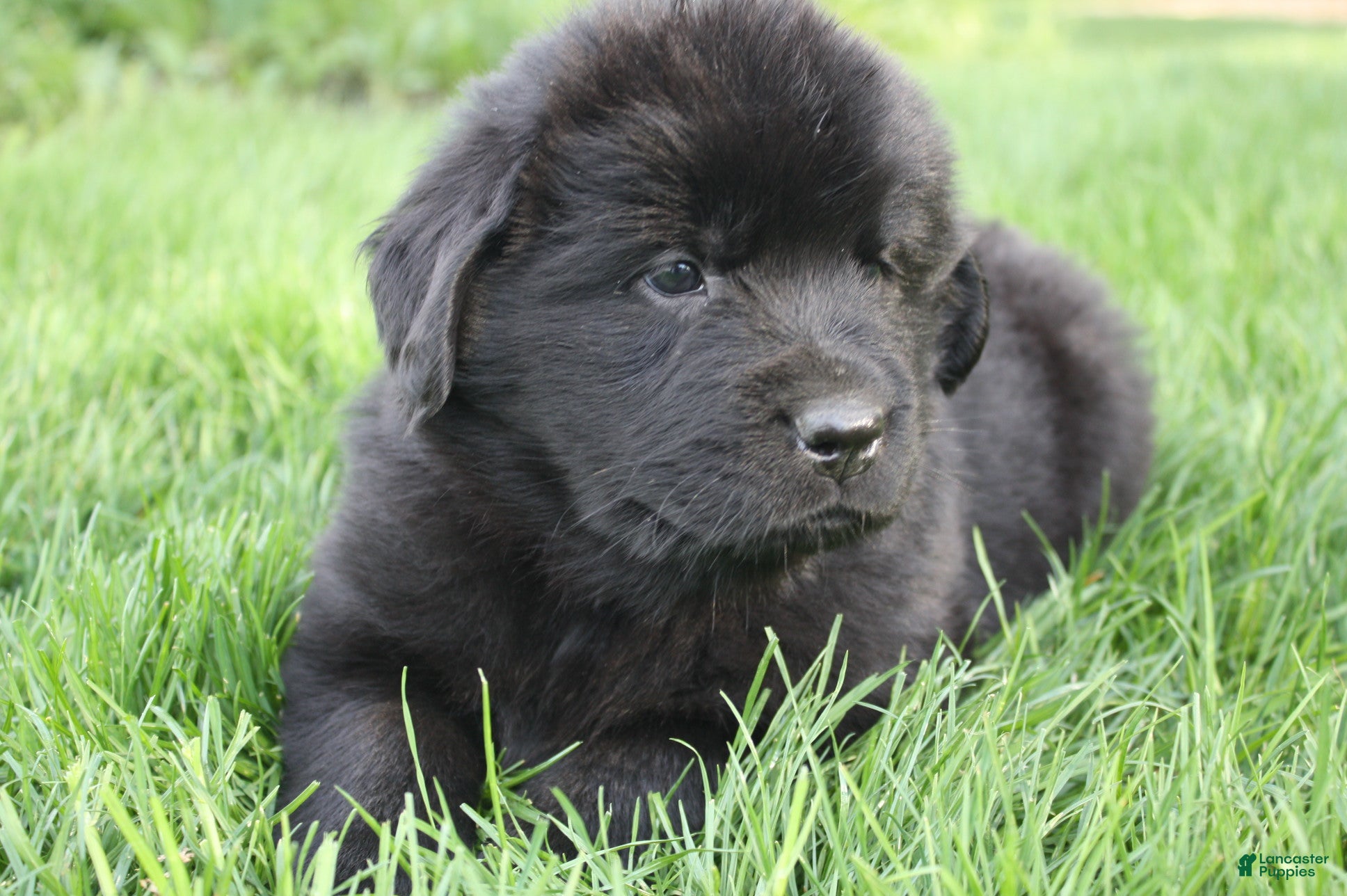 Newfoundland dogs Luna  - Ad 1