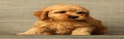 Cockapoo dogs for sale: Max - Ad 7