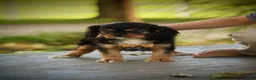 Cavalier King Charles Spaniel dogs for sale: Zane - Ad 3