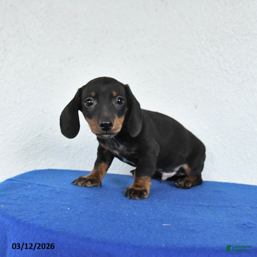 Miniature Dachshund dogs Marty - Ad 2