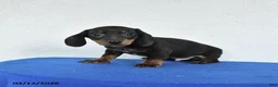 Miniature Dachshund dogs for sale: Marty - Ad 2