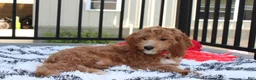 Cavapoo dogs for sale: Lenny  - Ad 4