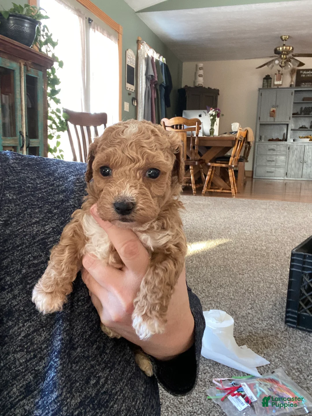 Toy Poodle dogs for sale: LITTLE ARCHIE - Ad 52